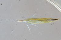 Coleophora
