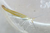 Coleophora