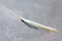 Coleophora