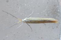 Coleophora