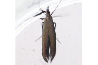 Coleophora