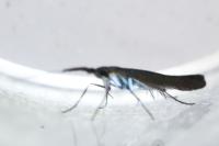 Coleophora