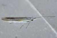 Coleophora