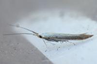 Coleophora
