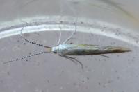 Coleophora
