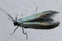 Coleophora