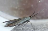 Coleophora