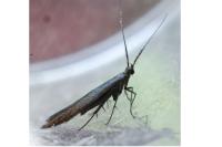 Coleophora