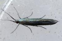 Coleophora