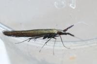 Coleophora
