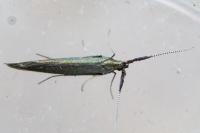 Coleophora