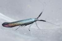 Coleophora
