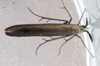Coleophora
