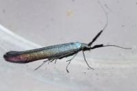Coleophora