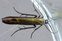 Coleophora
