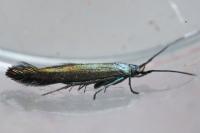 Coleophora