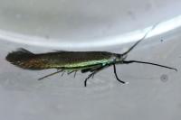 Coleophora