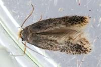Stigmella