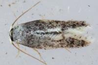 Stigmella
