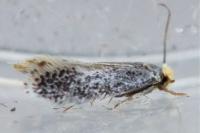 Stigmella