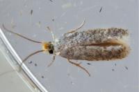Stigmella