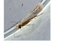 Stigmella