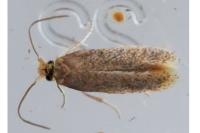 Stigmella