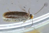 Stigmella