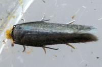 Stigmella