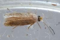Stigmella