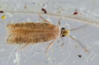 Stigmella
