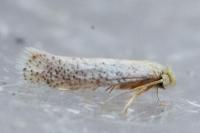 Stigmella