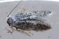 Stigmella