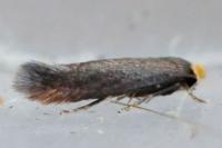 Stigmella