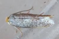 Stigmella
