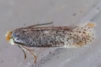 Stigmella