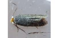 Stigmella