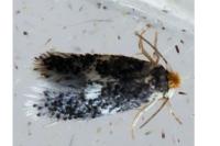 Stigmella