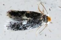 Stigmella