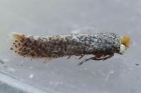 Stigmella