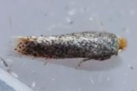 Stigmella