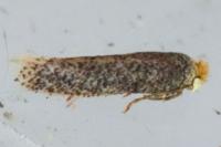 Stigmella