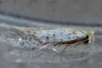 Stigmella