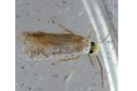 Stigmella