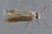 Stigmella