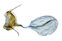 Cnephasia genitalana