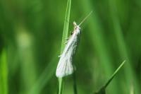 Phtheochroa frigidana