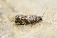 Epinotia tedella