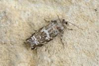 Epinotia tedella