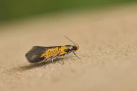 Schiffermuelleria schaefferella